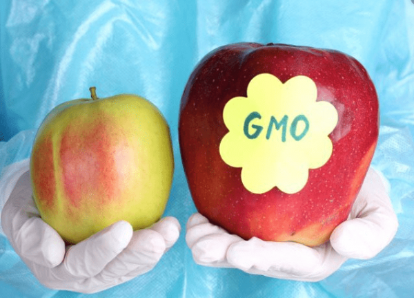 ГМО яблоки